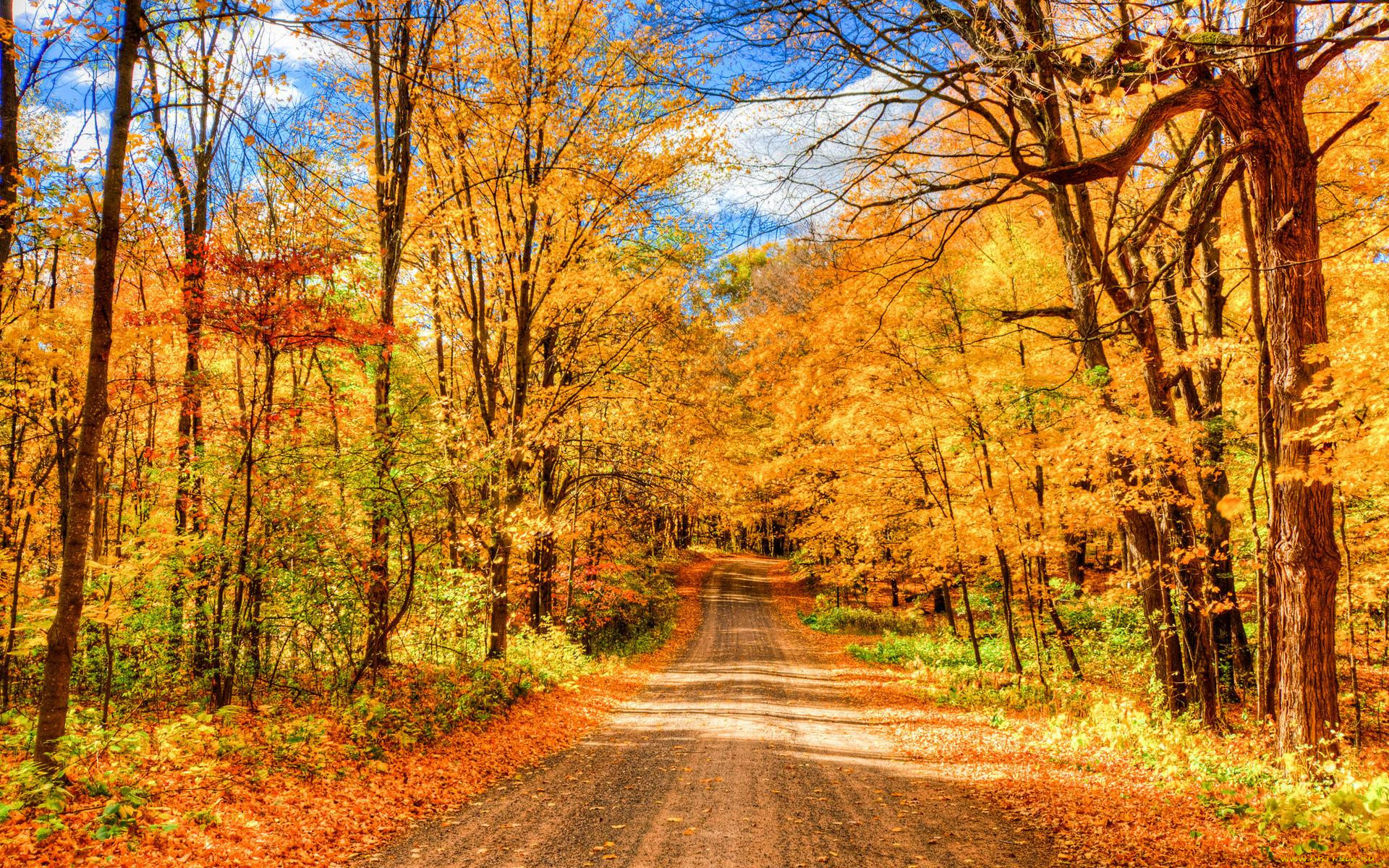 Осенний лес дорога парк